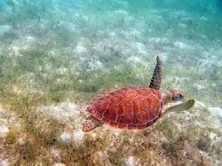 Hawksbill Turtle off Scott's Beach, St. John, USVI. Olymp... by Michael Wenzler 